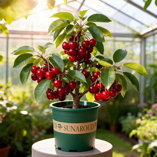 🏆crazy-sale🏆-160k-sold-Cherry Tree Seeds – Turn Your Garden into a Sweet, Seasonal Paradise 🍒-A01