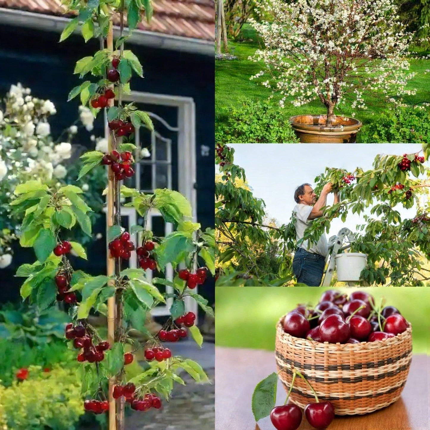 🏆crazy-sale🏆-160k-sold-Cherry Tree Seeds – Turn Your Garden into a Sweet, Seasonal Paradise 🍒-A01