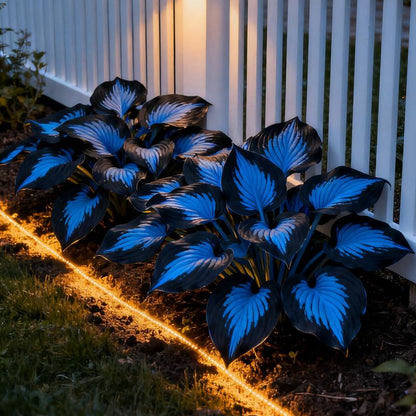 🏆Flash Sale⚡50K+ SOLD!💥🏆Hosta Seeds Perennial Shade Plant-ZDQ8