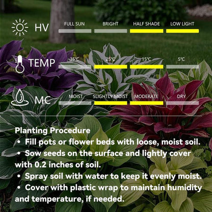 🏆Flash Sale⚡50K+ SOLD!💥🏆Hosta Seeds Perennial Shade Plant-ZDQ8