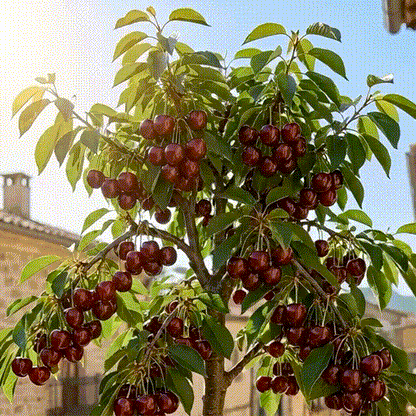 🏆crazy-sale🏆-160k-sold-Cherry Tree Seeds – Turn Your Garden into a Sweet, Seasonal Paradise 🍒-A01