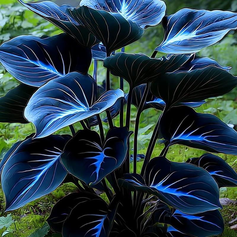 🏆Flash Sale⚡50K+ SOLD!💥🏆Hosta Seeds Perennial Shade Plant-ZDQ8