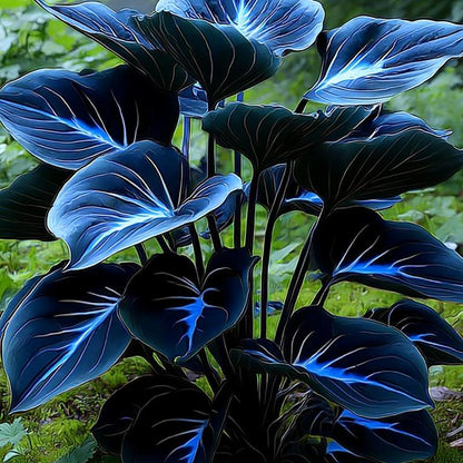 🏆Flash Sale⚡50K+ SOLD!💥🏆Hosta Seeds Perennial Shade Plant-ZDQ8